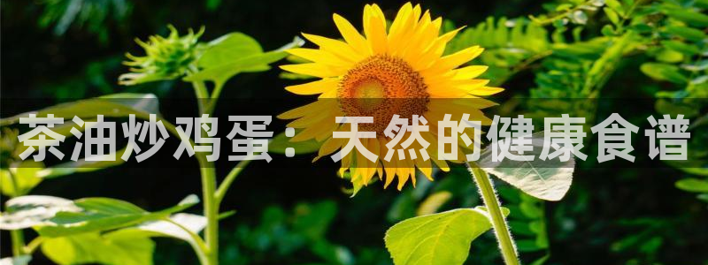 摩登7招商排名