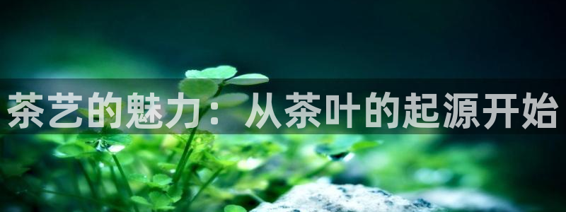 摩登口碑7